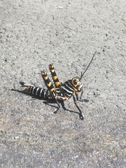 Tropidacris cristata