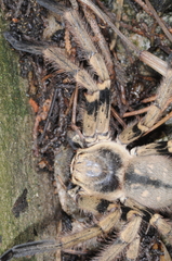 Polybetes pythagoricus