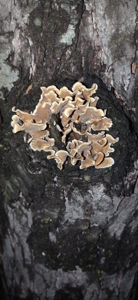 Stereum hirsutum · June 2022 · photo: © capsule_zinc (iNaturalist, cc-by)
