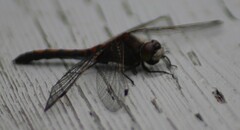 Leucorrhinia borealis