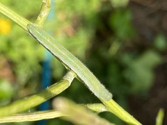 Anthocharis cardamines