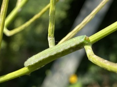 Anthocharis cardamines