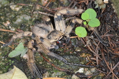 Polybetes pythagoricus