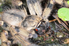 Polybetes pythagoricus