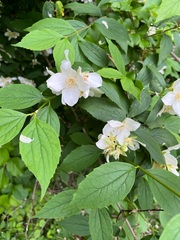 Philadelphus inodorus