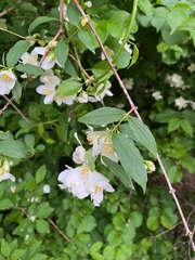 Philadelphus inodorus