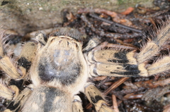 Polybetes pythagoricus