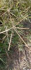 Cynodon dactylon