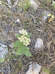Asclepias ovalifolia