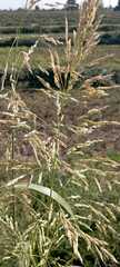 Sorghum halepense