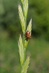 Dorytomus tortrix