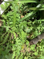Cirsium japonicum australe
