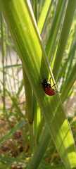 Hippodamia convergens