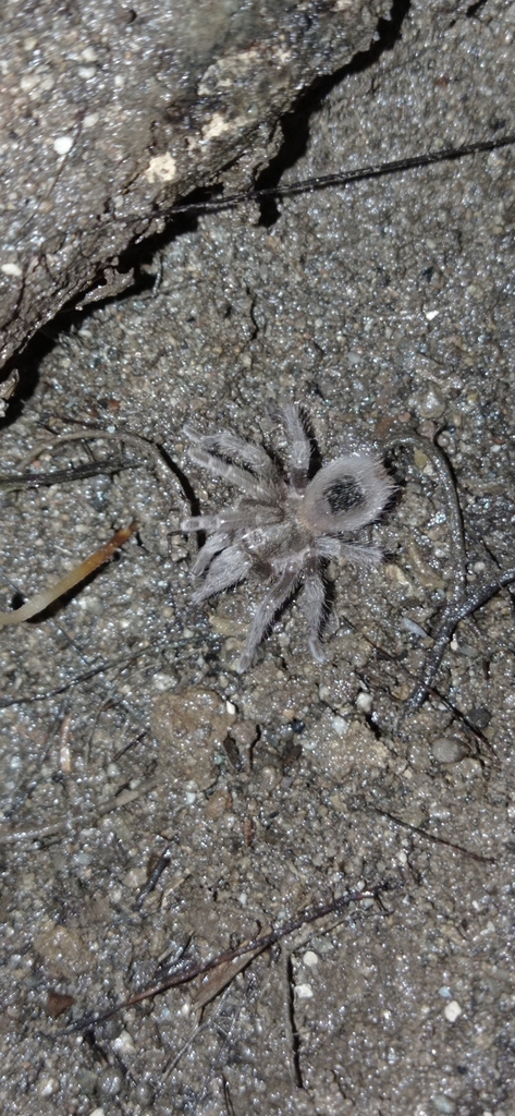 Dwarf Chilean Flame Tarantula