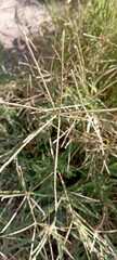 Cynodon dactylon