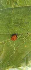 Hippodamia convergens