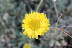 Gaillardia cabrerae