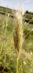 Chloris virgata