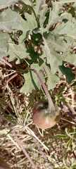 Distimake dissectus
