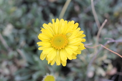 Gaillardia cabrerae