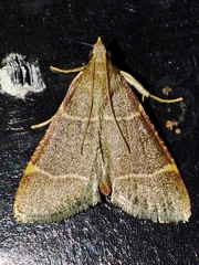 Hypsopygia glaucinalis