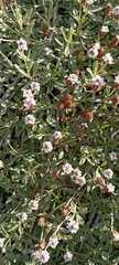 Phyla nodiflora