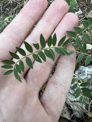 Astragalus crassicarpus