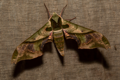 Adhemarius dariensis