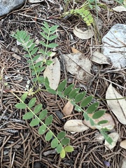 Astragalus crassicarpus