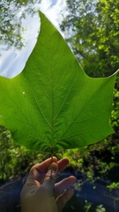 Platanus mexicana