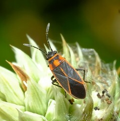 Ochrimnus lineoloides