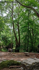 Platanus mexicana