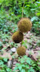 Platanus mexicana