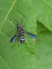 Nomada pilipes