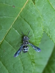 Nomada pilipes