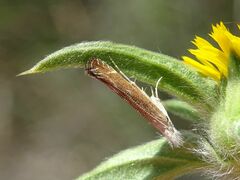 Isophrictis kefersteiniella