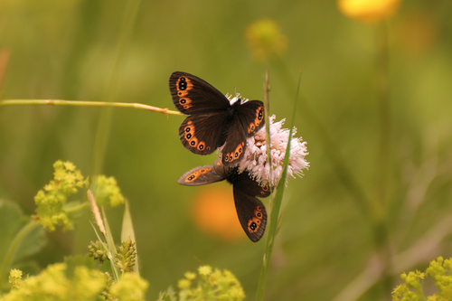 Woodland Ringlet