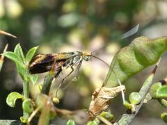 Nemophora fasciella