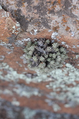Tillandsia pedicellata