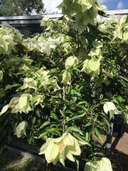 Bougainvillea