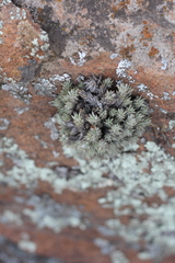 Tillandsia pedicellata