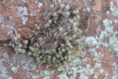 Tillandsia pedicellata