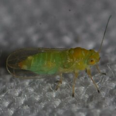 Heteropsylla