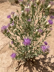 Leuzea repens