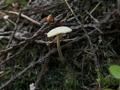 Pseudolaccaria pachyphylla