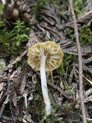 Pseudolaccaria pachyphylla