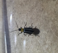 Acalymma trivittatum