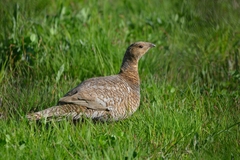 Tetrao urogalloides kamtschaticus