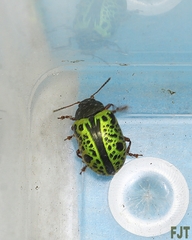 Calligrapha pantherina