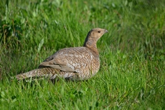 Tetrao urogalloides kamtschaticus